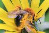 Andrena haemorrhoa